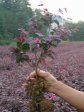 雙面紅花繼木