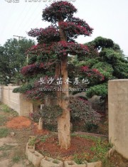 造型紅花繼木樁